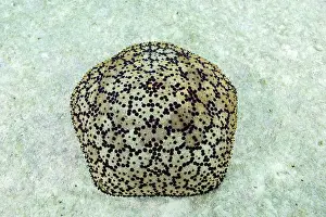 Culcita: Cushion Star or Spiny cushion star (Culcita schmideliana)