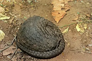 Manis: Three -cusped / Tree / White-bellied Pangolin