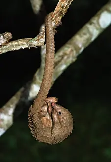 Agility: Three -cusped / Tree / White-bellied Pangolin