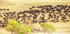 Herding: Custer State Park, South Dakota, USA. Annual buffalo