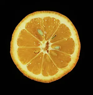 Pips: Cut Citrus volckameriana
