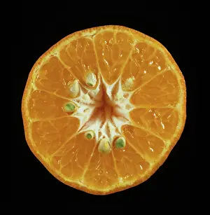 Tangerine: Cut Dancy Tangerine