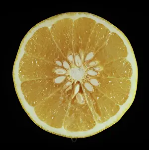 Pips: Cut Duncan Grapefruit