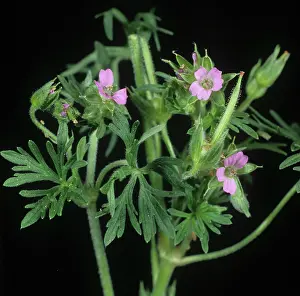 Cranes: Cut-leaved cranesbill