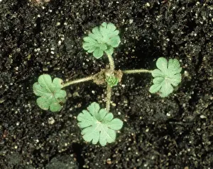 Geranium: Cut-leaved cranesbill seedling