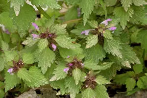 Nettles: Cut-leaved dead-nettle