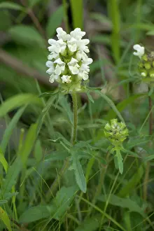 Prunella: Cut-leaved self-heal