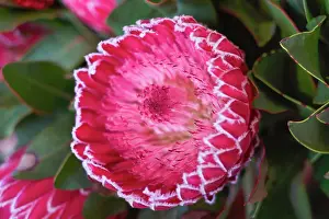 Sale: Cut Proteus Flowers for sale in Funchal Flower Market