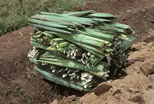 Roadside: Cut Sisal (Agave sisalana)