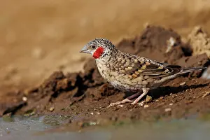 Oiseau: cut-throat finch (Amadina fasciata)