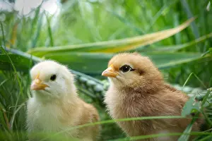 Level: Two cute baby chicks viewed at ground level in greenery