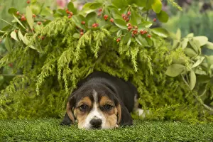 Miserable: Cute Beagle puppy outside in the garden