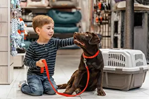 Shop: cute brown dog pet shop
