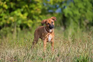 Mongrel: A cute brown mixed-breed dog, a puppy, stands in