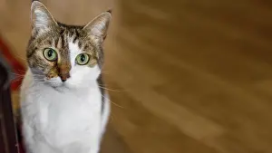 Quality: cute cat with green eyes indoors. Resolution and