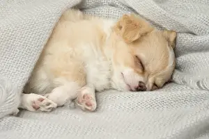 310118: Cute Chihuahua puppy sleeping indoors