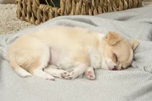 Napping: Cute Chihuahua puppy sleeping indoors
