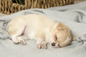 Napping: Cute Chihuahua puppy sleeping indoors