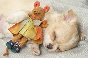 Napping: Cute Chihuahua puppy sleeping indoors