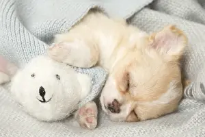 Napping: Cute Chihuahua puppy sleeping indoors