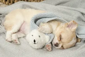 Napping: Cute Chihuahua puppy sleeping indoors