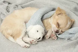 Napping: Cute Chihuahua puppy sleeping indoors