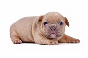 Isolation: Cute cream lilac fawn colored 3 weeks old French