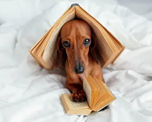 Read: cute dog with books bed. High resolution photo