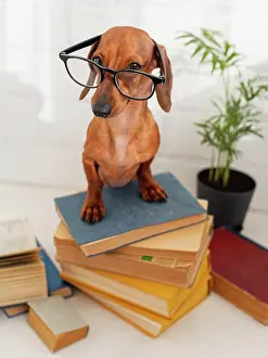 Read: cute dog with glasses sitting books