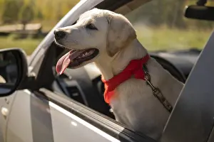 Sunglasses: cute dog with red bandana car. High resolution photo