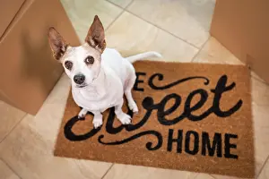 Cleanliness: Cute dog sitting on home sweet home welcome mat