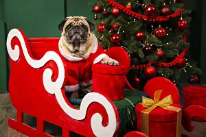 Safe: cute dog taking santa claus place sleight
