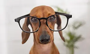 Glasses: cute dog wearing glasses. Resolution and high quality