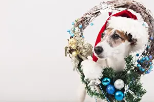Tomcat: cute dog wearing hat with xmas decoration