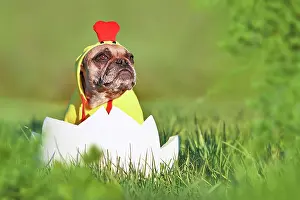 Easter: Cute easter chicken dog. Funny French Bulldog sitting