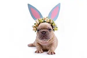 Decorated: Cute fawn French Bulldog puppy dressed up as easter
