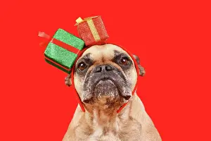 Dressed: Cute French Bulldog with Chritsmas gift box headband