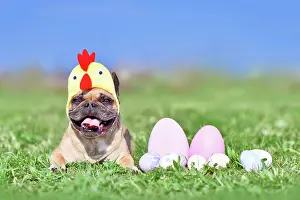 Easter: Cute French Bulldog dog with chicken costume hat