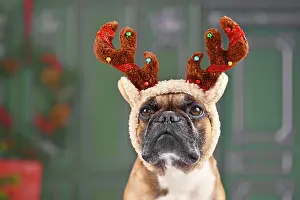 Content: Cute French Bulldog dog with Christmas reindeer