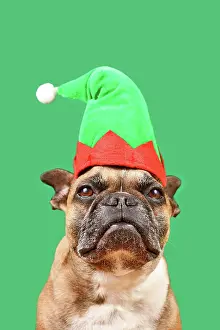 Dressed: Cute French Bulldog dog dressed up with Christmas