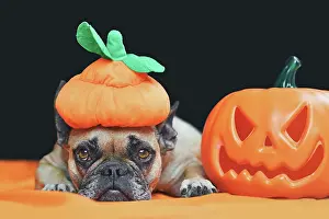 Scary: Cute French Bulldog dog with Halloween costume p