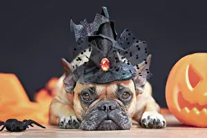 Cute French Bulldog dog with Halloween costume w