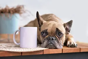 Model: Cute French Bulldog dog lying down next to blank