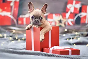 Sweet: Cute French Bulldog dog puppy peeking out of red