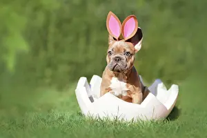 Easter: Cute French Bulldog dog puppy sitting in egg shell