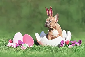 Easter: Cute French Bulldog dog puppy sitting in egg shell