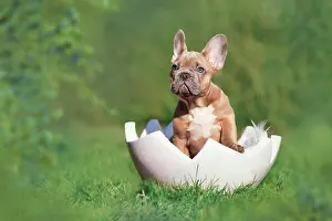 Easter: Cute French Bulldog dog puppy sitting in egg shell