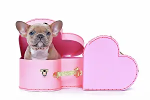 Romantic: Cute French Bulldog dog puppy in Valentine's Day