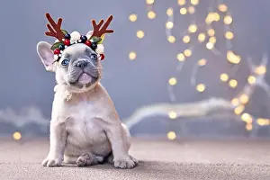 Cute French Bulldog dog puppy wearing a seasonal