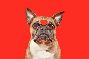 Romantic: Cute French Bulldog dog with Valentine's Day heart